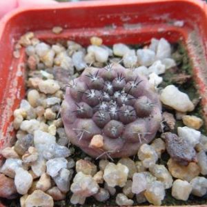 copiapoa montana x copiapoa lizard skin