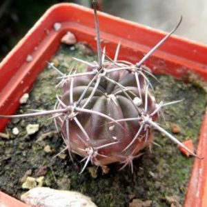 lobivia ferox longispina