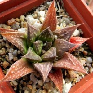 haworthia princess Kazunomia hybrid