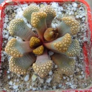 titanopsis hugo-schlechteri