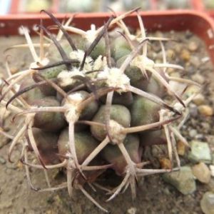gymnocalycium schickendantzii v delaetii