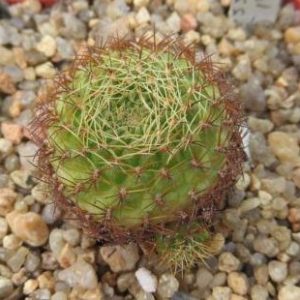 5395.31 sulcorebutia flavissima красный цветок
