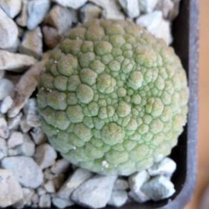 pseudolithos eylensis 1