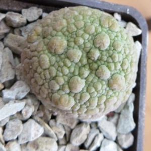 pseudolithos eylensis 2