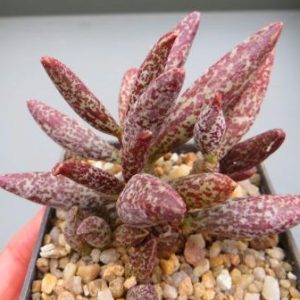 adromischus marianae hybrid Бельгия