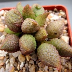15559 adromischus marianae herrei Skuitberg