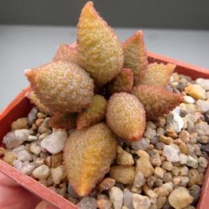 15559 adromischus marianae herrei Skuitberg