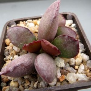 36 adromischus blosianus NDG 723\53