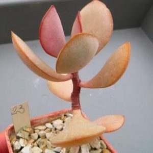 23 adromischus species  ЮАР