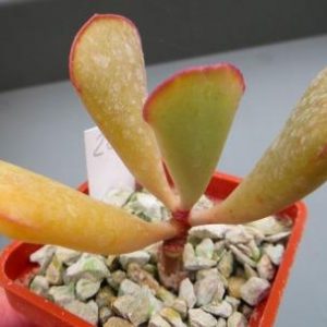 22 adromischus species  ЮАР