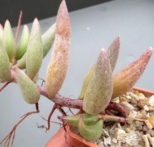 21\а   adromischus species  ЮАР