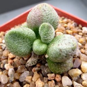 62 adromischus marianiae f. alveolatus Grootberg