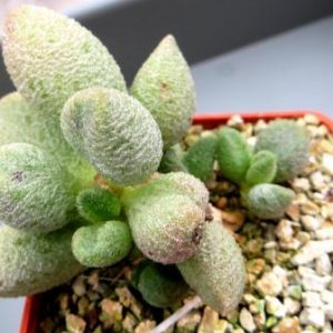 60 adromischus marianiae f. alveolatus Grootberg
