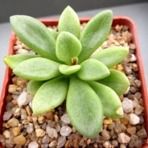 19 adromischus humilis PVB  3110