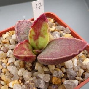 17 adromischus marianae hybrid Бельгия