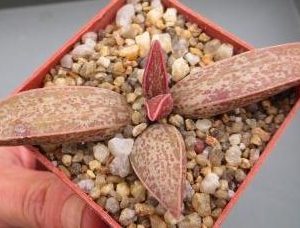 14 adromischus marianae hybrid Бельгия