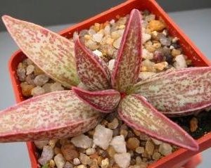 13 adromischus marianae hybrid Бельгия