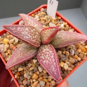 11 adromischus marianae hybrid Бельгия