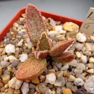 12\а adromischus marianae hybrid Бельгия