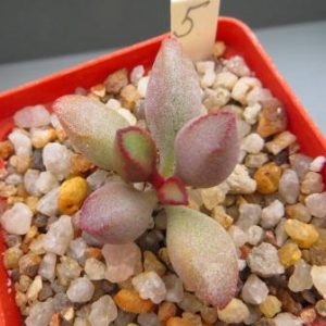 5 adromischus kubusensis
