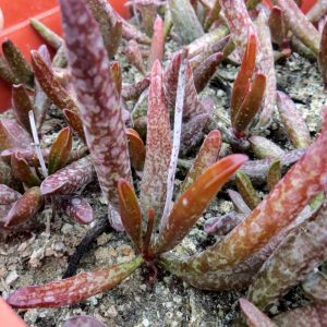 adromischus marianiae var. antidorcatum
