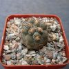 Acanthocalycium glaucum