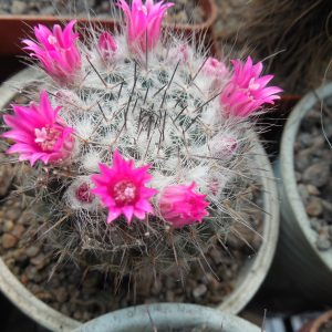 Mammillaria chionocephala (woodsii)