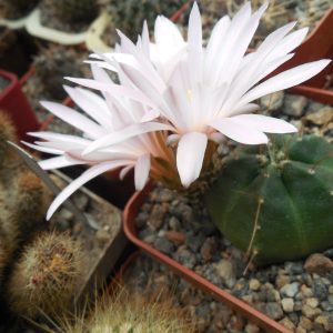 Echinocereus knippelianus - сіянці -