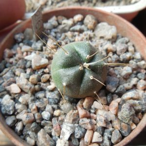 Echinocereus knippelianus