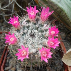 Mammillaria chionocephala (woodsii)