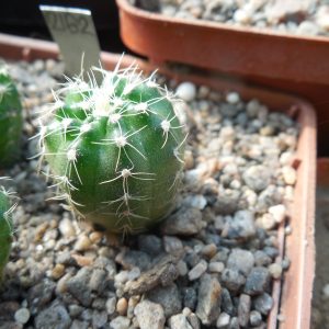 Echinocereus pulchellus - v. acanthosetus - Pachuca,  GK