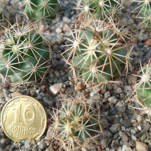 Coryphantha salmdyckiana SB 110 - Jimenez, Chihuahua. - MG -