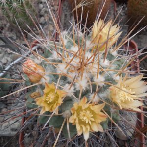 Mammillaria winteriana - A. Plapp