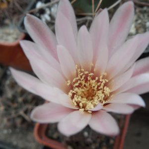 Gymnocalycium taningayense P 212 - Piltz -