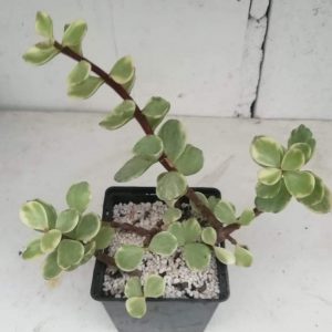 Partulocaria afra f. variegata