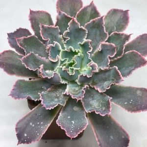 Echeveria cv. "Neon Breakers"