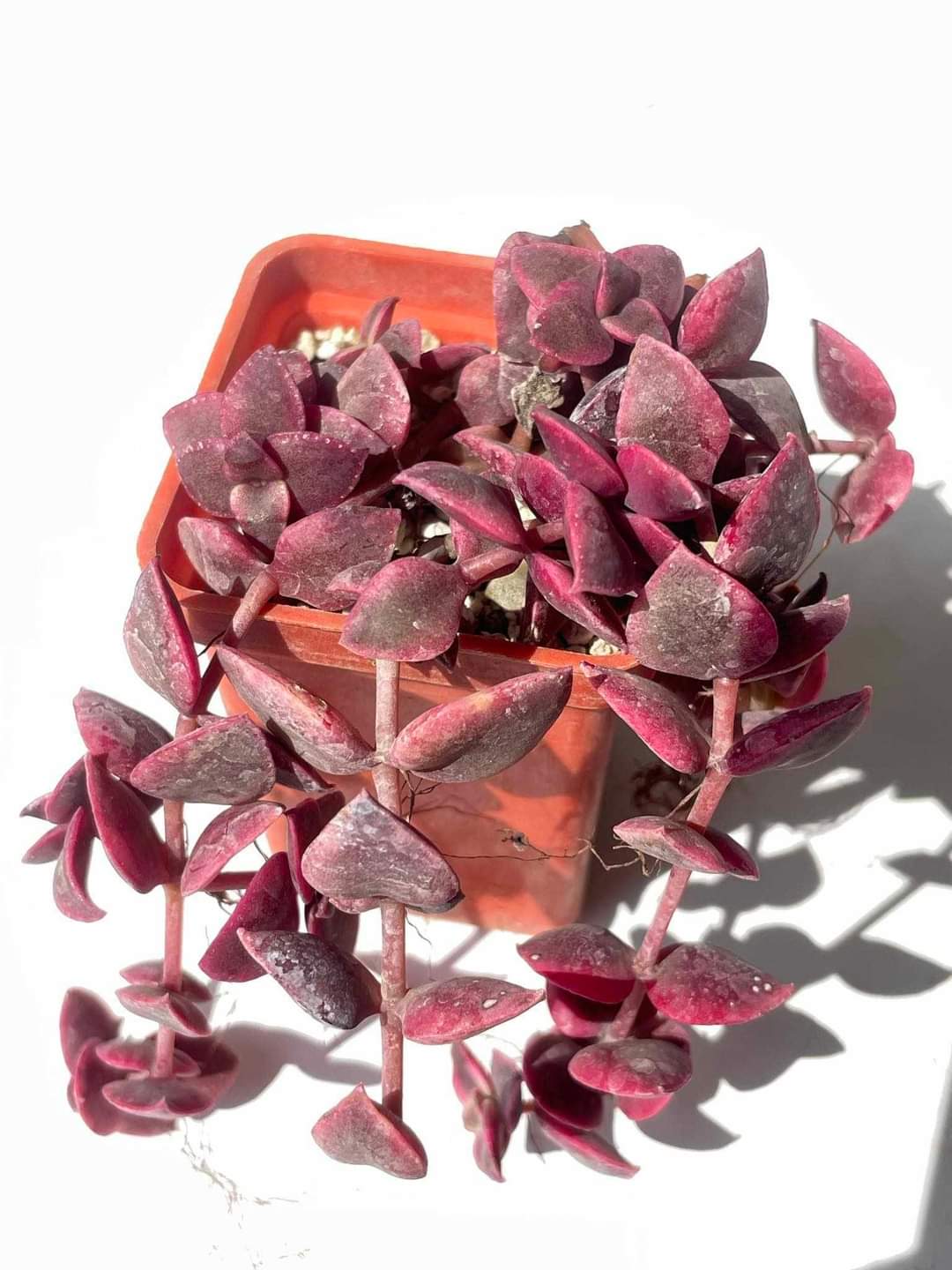 Crassula marginalis f. variegata