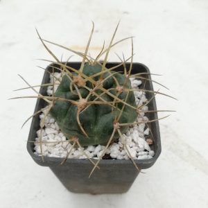 Gymnocalycium monvillei (Pl № 700)