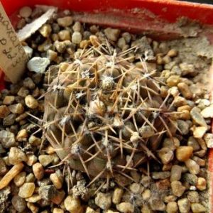 469.87 gymnocalycium mazanense polycephalum p 223