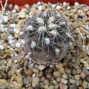 gymnocalycium taningaense