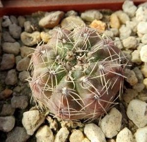gymnocalycium aff gertii VG 297