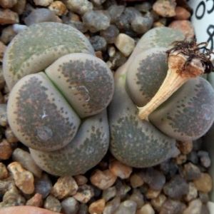 1731.58 lithops terricolor С376