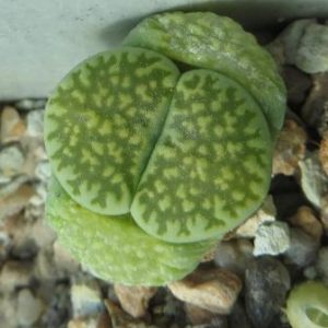 lithops salicola 'malachite'
