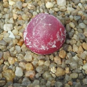 conophytum burgeri