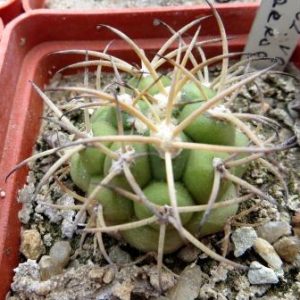 427.202 gymnocalicium zegarae Vg 818