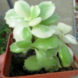 cotyledon ladismithiensis variegata
