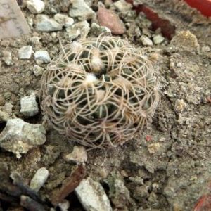 339.57 gymnocalycium calochlorum Tom 373