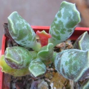 29 adromischus cooperi graaf Reinet