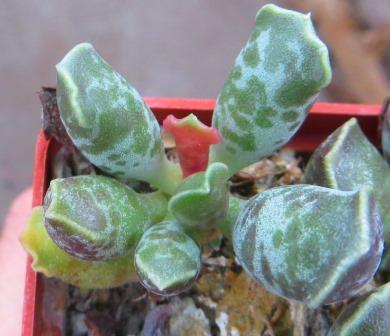 29 adromischus cooperi graaf Reinet