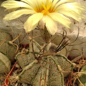 Astrophytum niveum "Weisse Stachel" -s